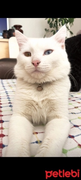 Van Kedisi, Kedi  Bulut fotoğrafı