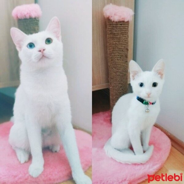 Ankara Kedisi, Kedi  Pamuk Elf fotoğrafı