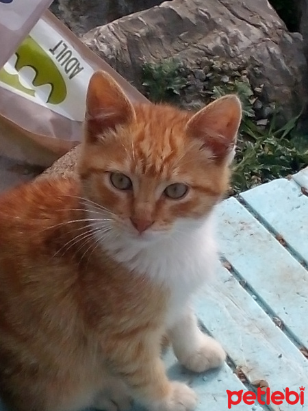Tekir Kedi, Kedi  Kedicikler fotoğrafı