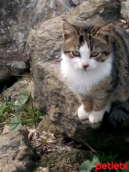 Tekir Kedi, Kedi  Kedicikler fotoğrafı