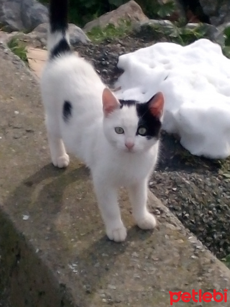 Tekir Kedi, Kedi  Kedicikler fotoğrafı