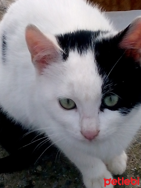 Tekir Kedi, Kedi  Kedicikler fotoğrafı