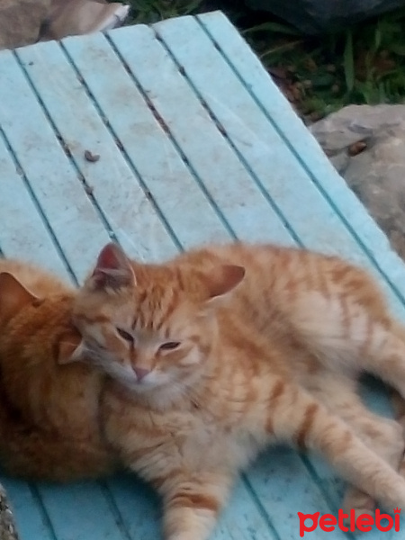 Tekir Kedi, Kedi  Kedicikler fotoğrafı