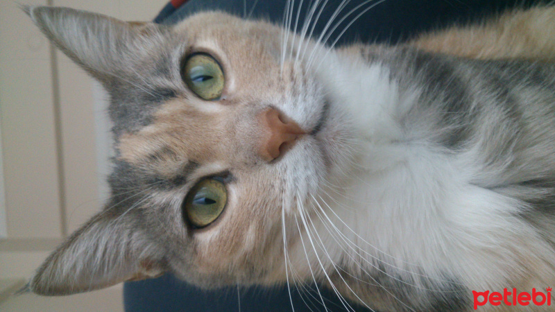 Tekir Kedi, Kedi  Misket fotoğrafı