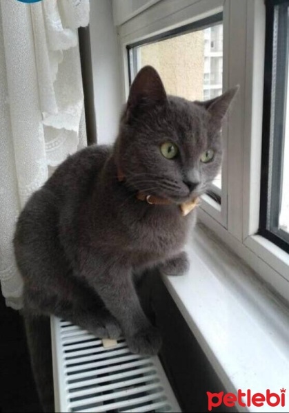 Mavi Rus, Kedi  Bihter fotoğrafı