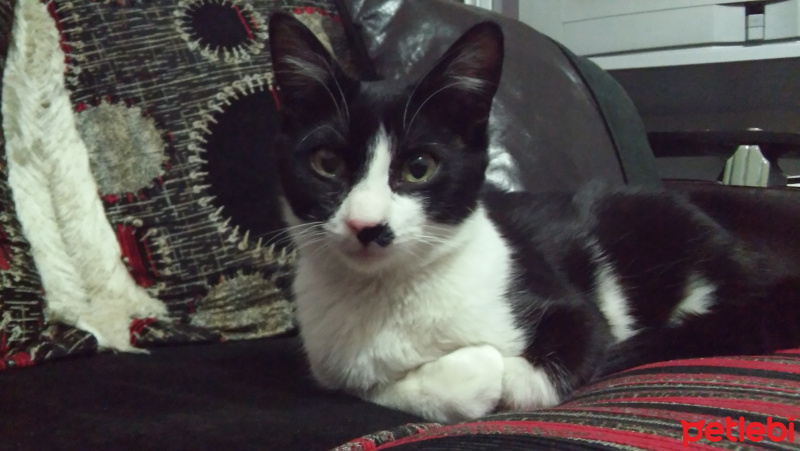 Tekir Kedi, Kedi  zeytin fotoğrafı