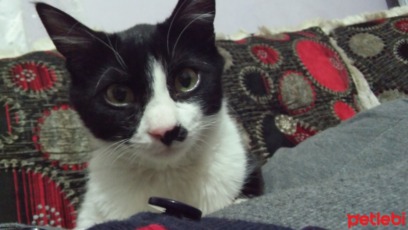 Tekir Kedi, Kedi  zeytin fotoğrafı