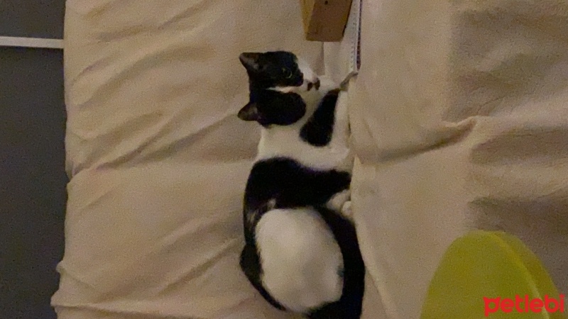 Tuxedo (Smokin) Kedi, Kedi  Çiko fotoğrafı