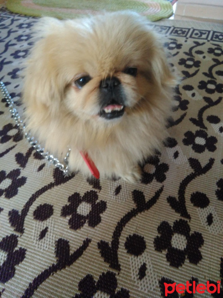 Pekingese, Köpek  lucy fotoğrafı