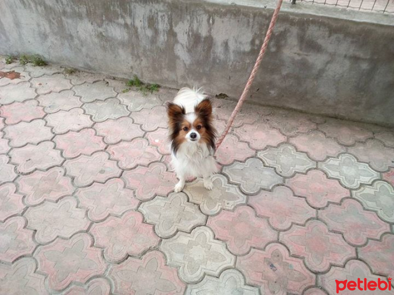 Pekingese, Köpek  lucy fotoğrafı