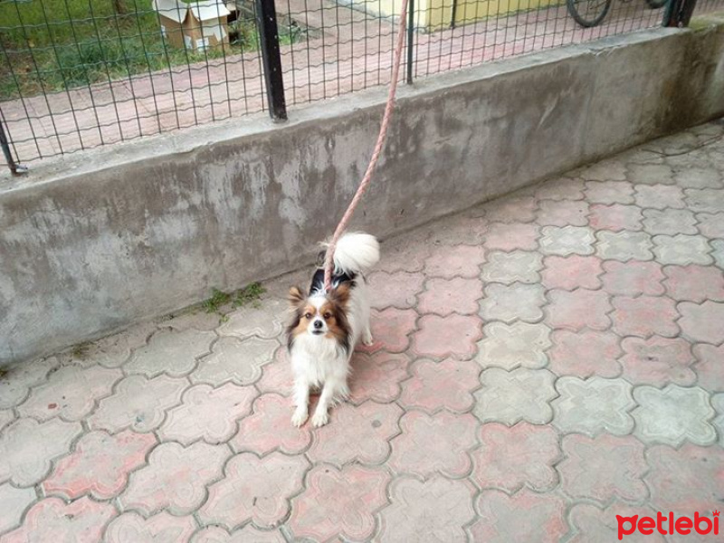 Pekingese, Köpek  lucy fotoğrafı