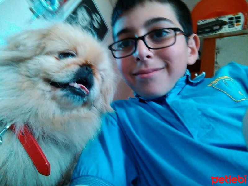 Pekingese, Köpek  lucy fotoğrafı