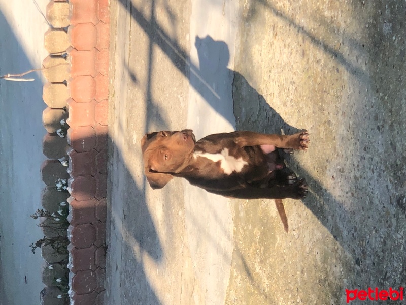 Amerikan Pitbull Terrier, Köpek  Paşa fotoğrafı
