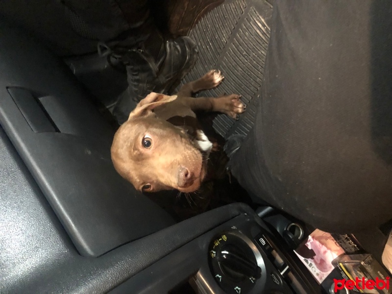 Amerikan Pitbull Terrier, Köpek  Paşa fotoğrafı