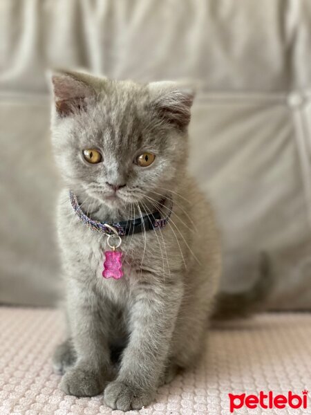 British Longhair, Kedi  Grisa fotoğrafı