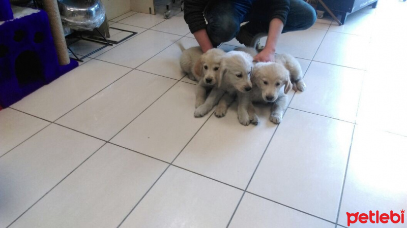 Golden Retriever, Köpek  İs mi yok fotoğrafı