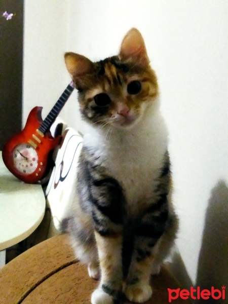 Tekir Kedi, Kedi  Zeytin fotoğrafı