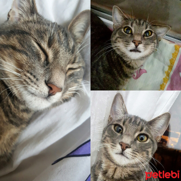 Tekir Kedi, Kedi  Afrodit  fotoğrafı