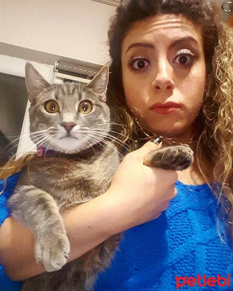 Tekir Kedi, Kedi  Afrodit  fotoğrafı