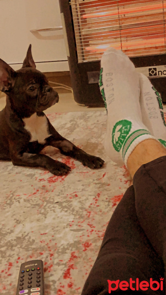 Fransız Bulldog, Köpek  Bitter fotoğrafı