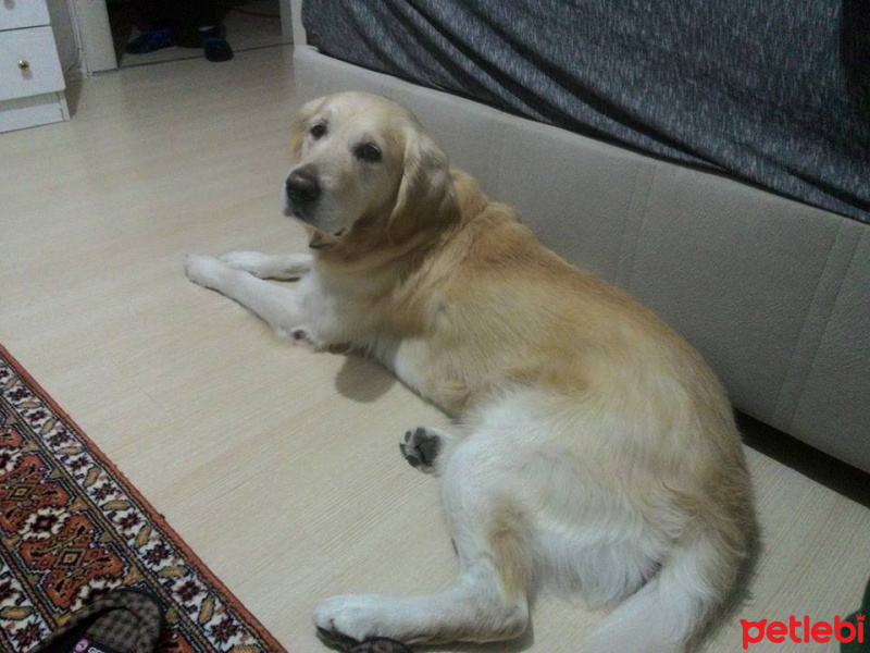 Golden Retriever, Köpek  Paşa fotoğrafı