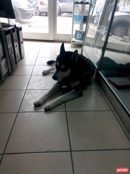 Sibirya Kurdu (Husky), Köpek  boncuk fotoğrafı