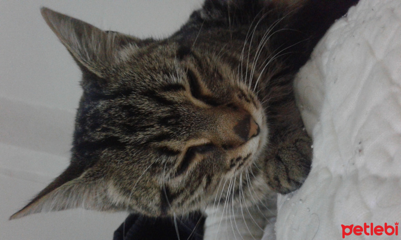 Tekir Kedi, Kedi  Leydi fotoğrafı