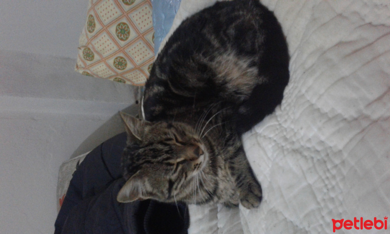 Tekir Kedi, Kedi  Leydi fotoğrafı