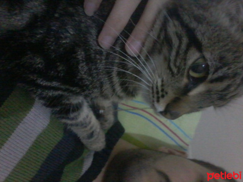 Tekir Kedi, Kedi  Leydi fotoğrafı