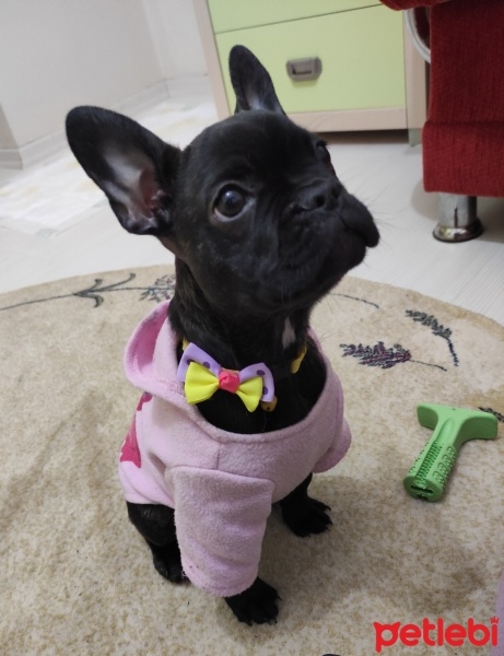 Fransız Bulldog, Köpek  Eyşan fotoğrafı