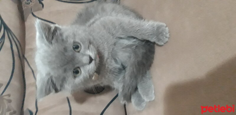 British Shorthair, Kedi  Şila fotoğrafı