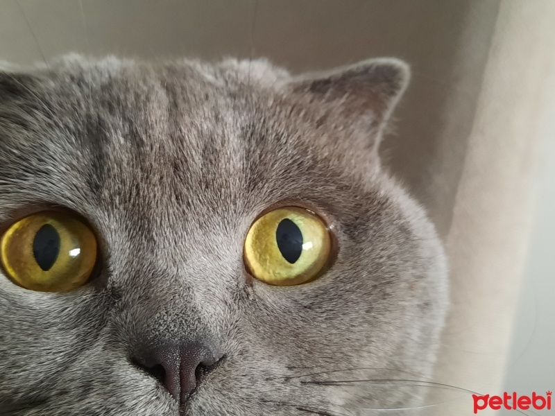 British Shorthair, Kedi  Cedi Duman fotoğrafı