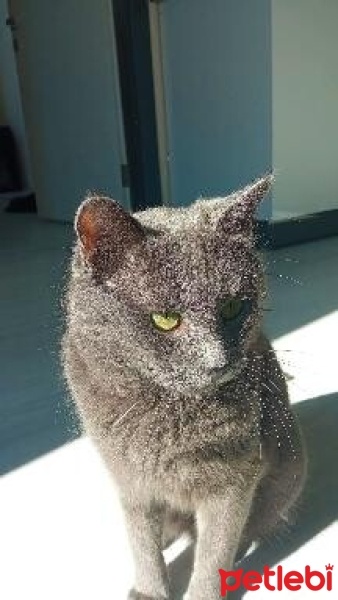 British Shorthair, Kedi  Duman fotoğrafı