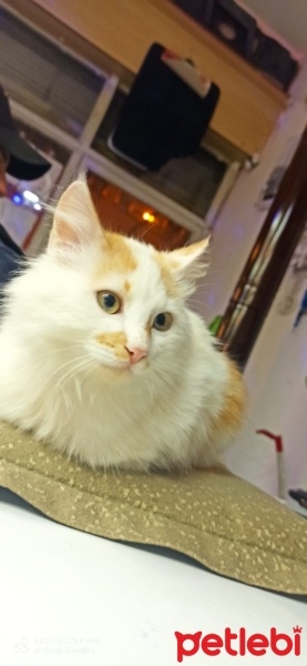 Tekir Kedi, Kedi  Pamuk fotoğrafı