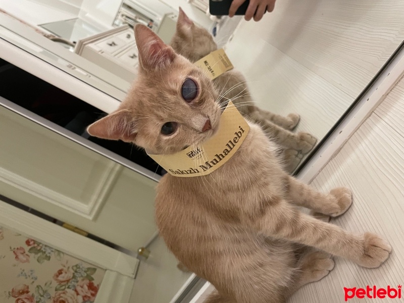 Tekir Kedi, Kedi  Balım fotoğrafı