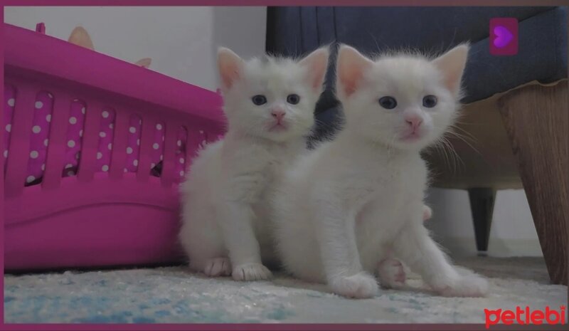 Van Kedisi, Kedi  ŞİLA fotoğrafı