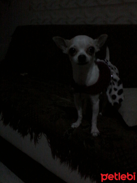 Chihuahua, Köpek  mira fotoğrafı