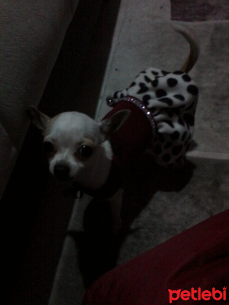 Chihuahua, Köpek  mira fotoğrafı
