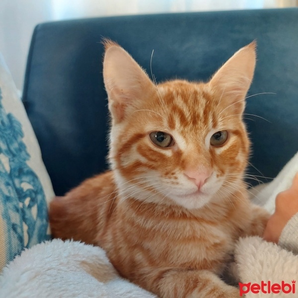 Sarman, Kedi  Müdür fotoğrafı