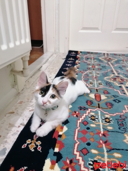 Tekir Kedi, Kedi  Balım fotoğrafı