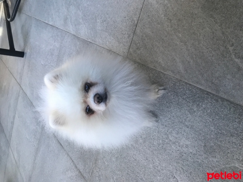 Pomeranyalı, Köpek  Sushi fotoğrafı