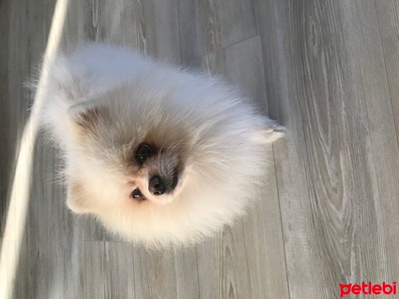 Pomeranyalı, Köpek  Sushi fotoğrafı
