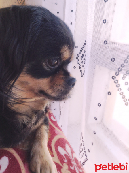 Pekingese, Köpek  Prenses fotoğrafı