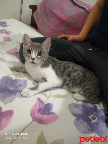 Tekir Kedi, Kedi  Zeus fotoğrafı