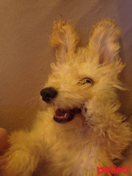Maltese, Köpek  Likör fotoğrafı