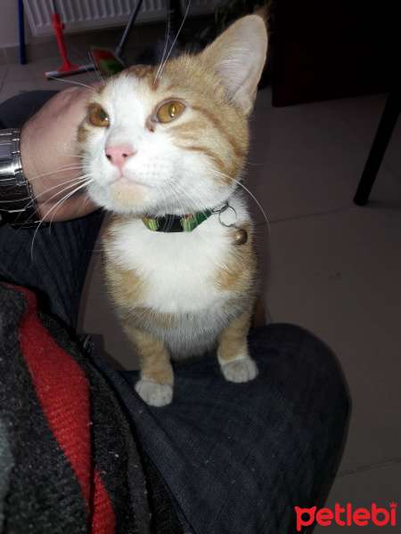 Soke, Kedi  Tarçın fotoğrafı