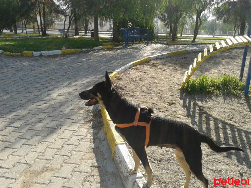 Sokö (Sokak Köpeği), Köpek  Kızım fotoğrafı