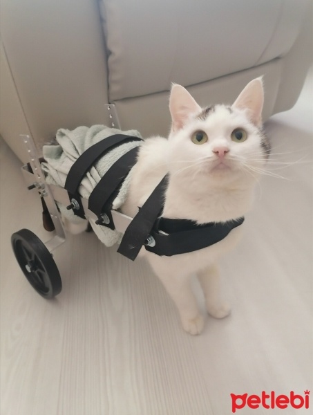 Soke, Kedi  Zillo fotoğrafı