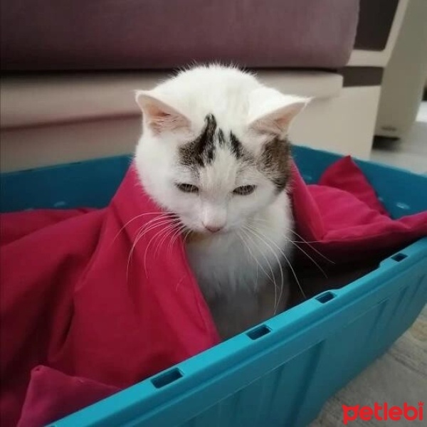 Soke, Kedi  Zillo fotoğrafı