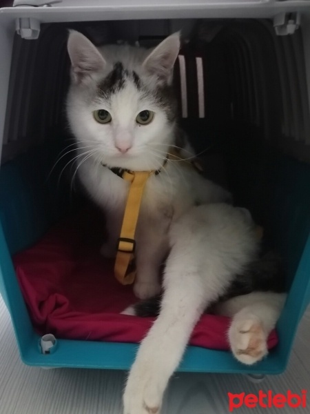 Soke, Kedi  Zillo fotoğrafı